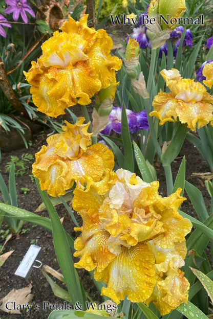 WHY BE NORMAL - 2014 Tall Bearded Iris - Gorgeous Flat Form, fragrant award winner!