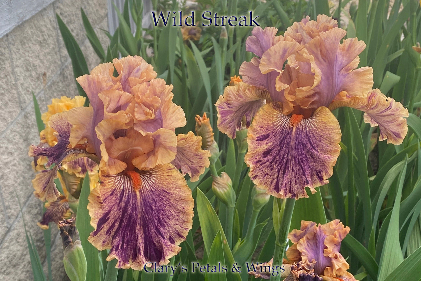 WILD STREAK - 2020  Tall Bearded Iris