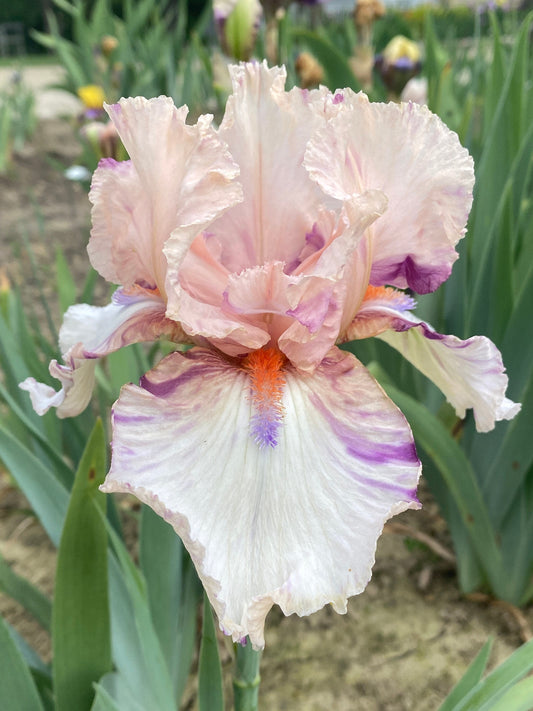 ZEKIE - 2007 - TB - Fragrant