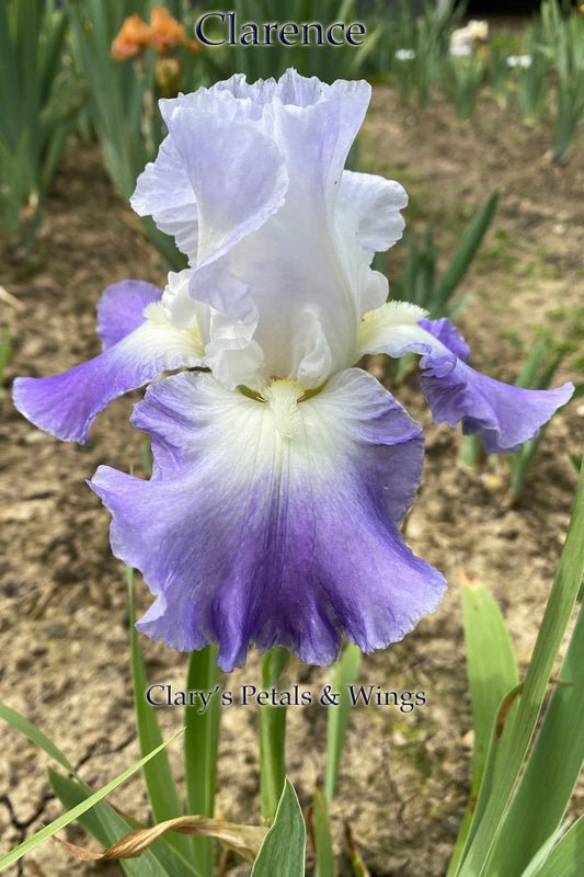 Clarence - Tall Bearded Iris - Reblooms!
