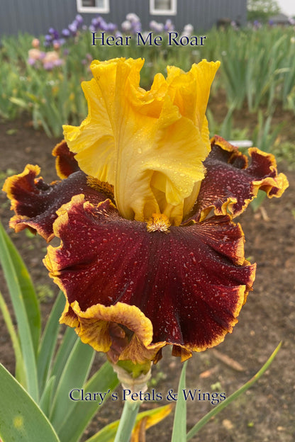 HEAR ME ROAR - 2019  Tall Bearded Iris