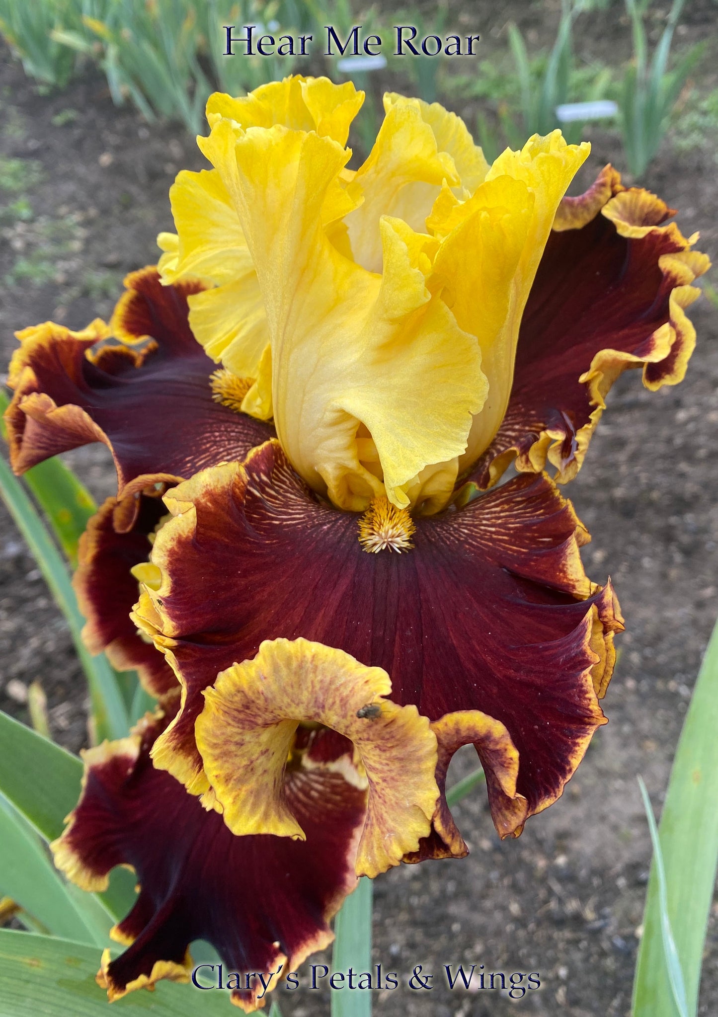 HEAR ME ROAR - 2019  Tall Bearded Iris