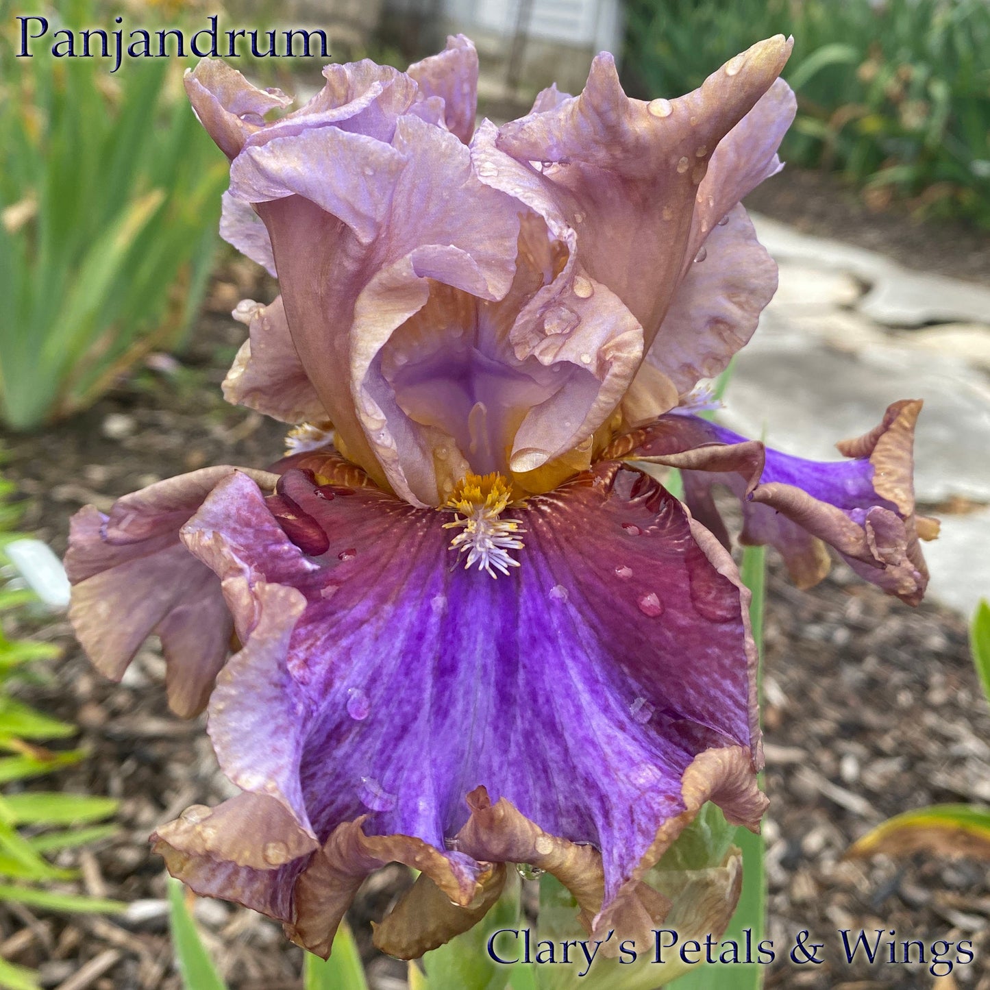 PANJANDRUM- 2018 - Tall Bearded Iris