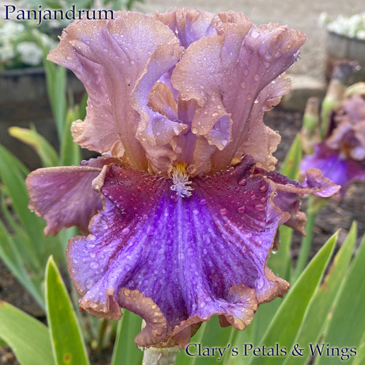PANJANDRUM- 2018 - Tall Bearded Iris