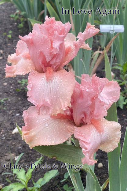 IN LOVE AGAIN - 2004  Tall Bearded Iris