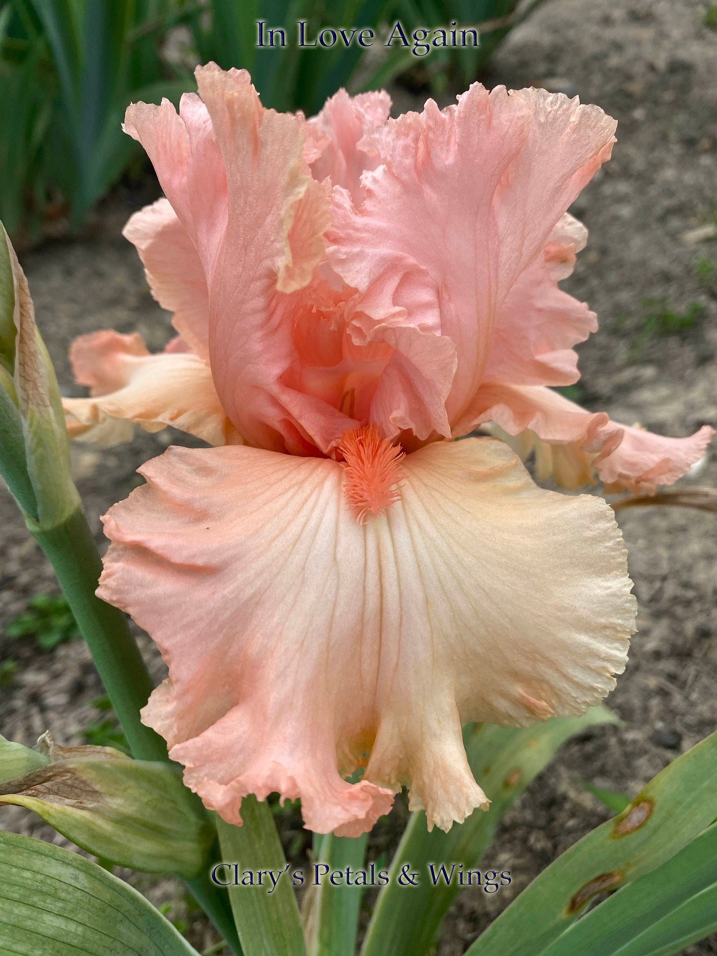 IN LOVE AGAIN - 2004  Tall Bearded Iris