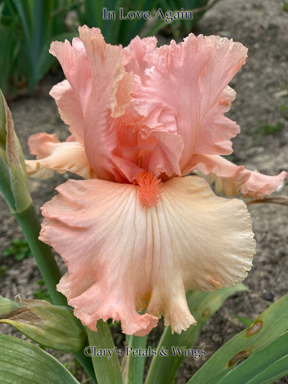 IN LOVE AGAIN - 2004  Tall Bearded Iris