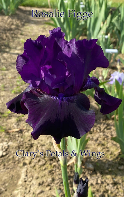 ROSALIE FIGGE - 1993 Tall Bearded Iris - fragrant, reblooming and award winner