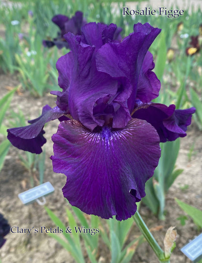 ROSALIE FIGGE - 1993 Tall Bearded Iris - fragrant, reblooming and award winner