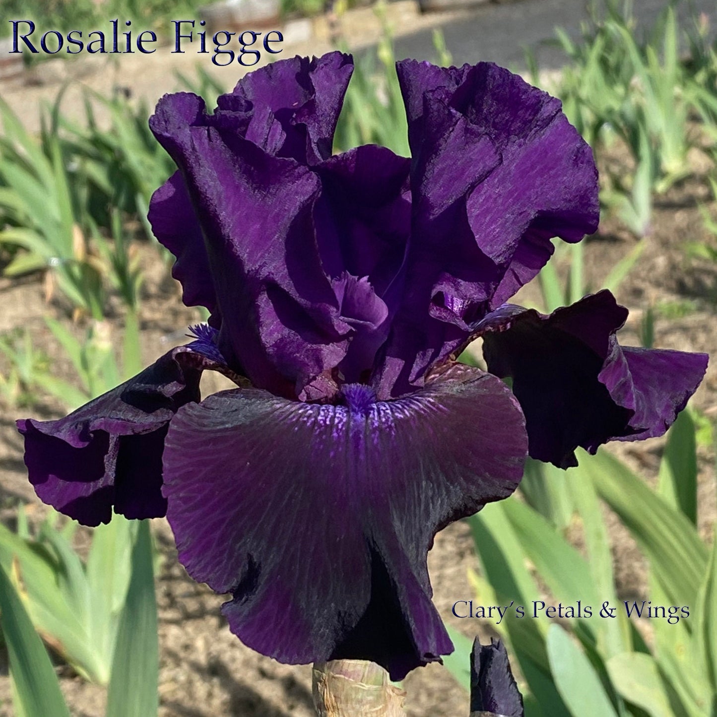 ROSALIE FIGGE - 1993 Tall Bearded Iris - fragrant, reblooming and award winner