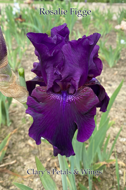 ROSALIE FIGGE - 1993 Tall Bearded Iris - fragrant, reblooming and award winner