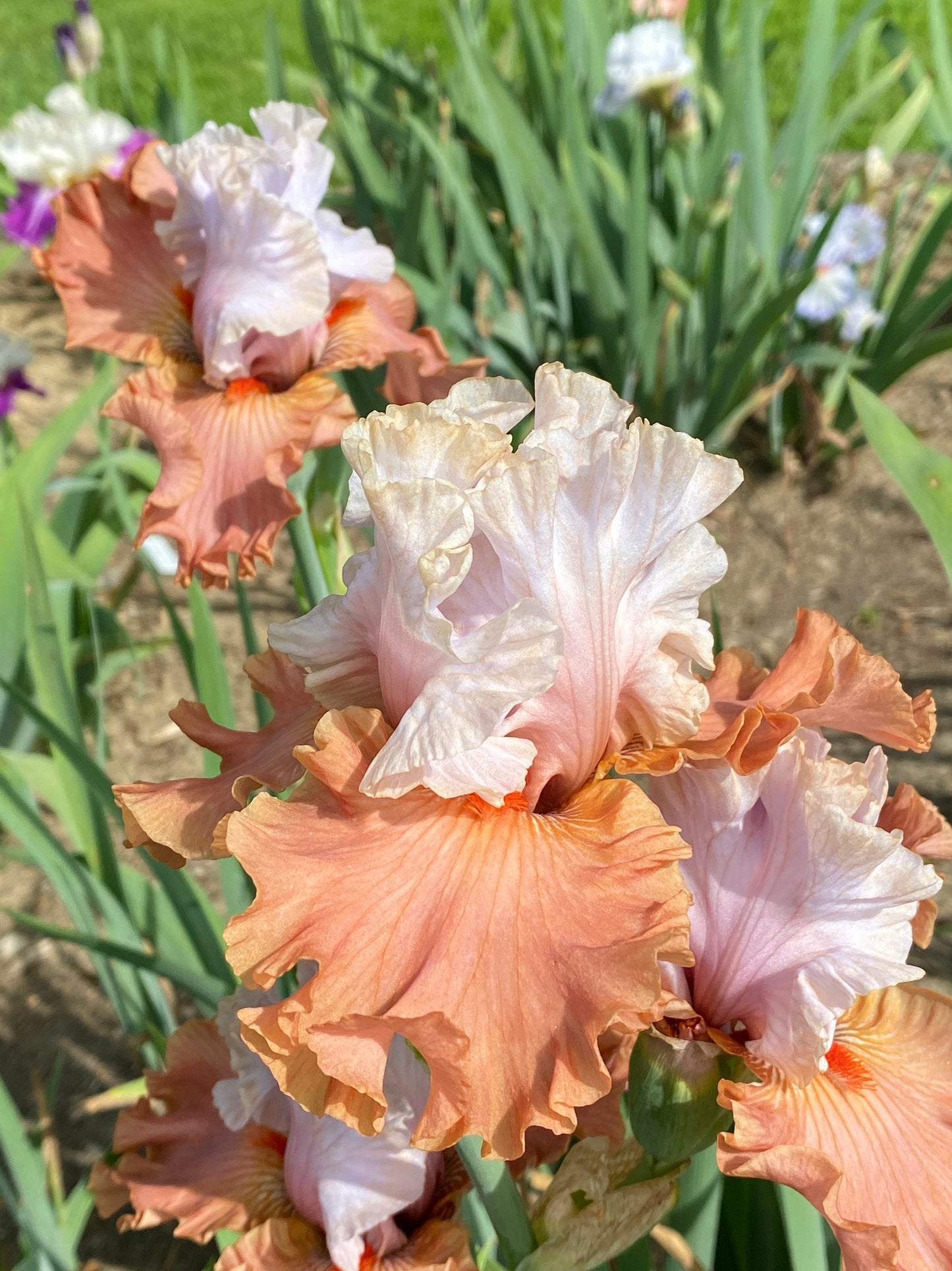 Handful Of Magic - 2016/2017 Tall Bearded Iris - Garden Standout!