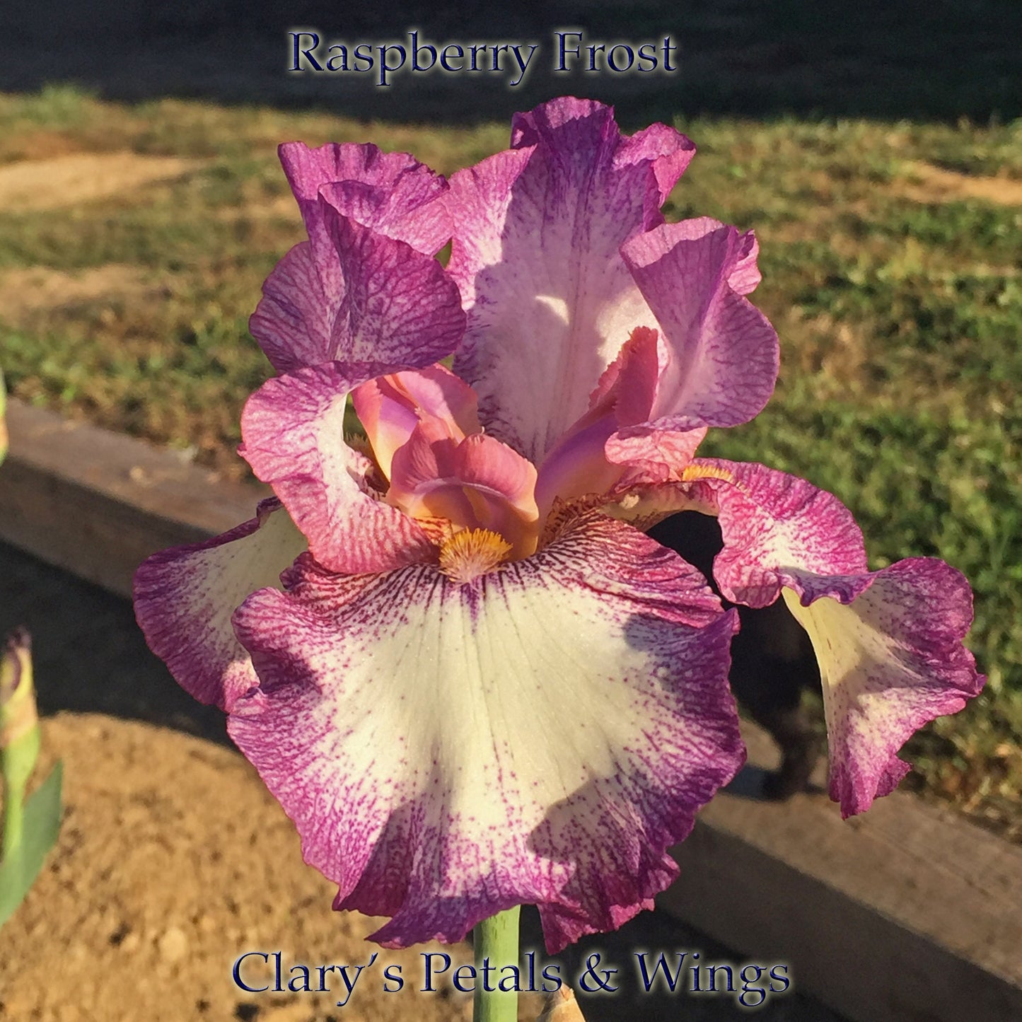 RASPBERRY FROST - 2001 - Tall Bearded Iris - Reblooming