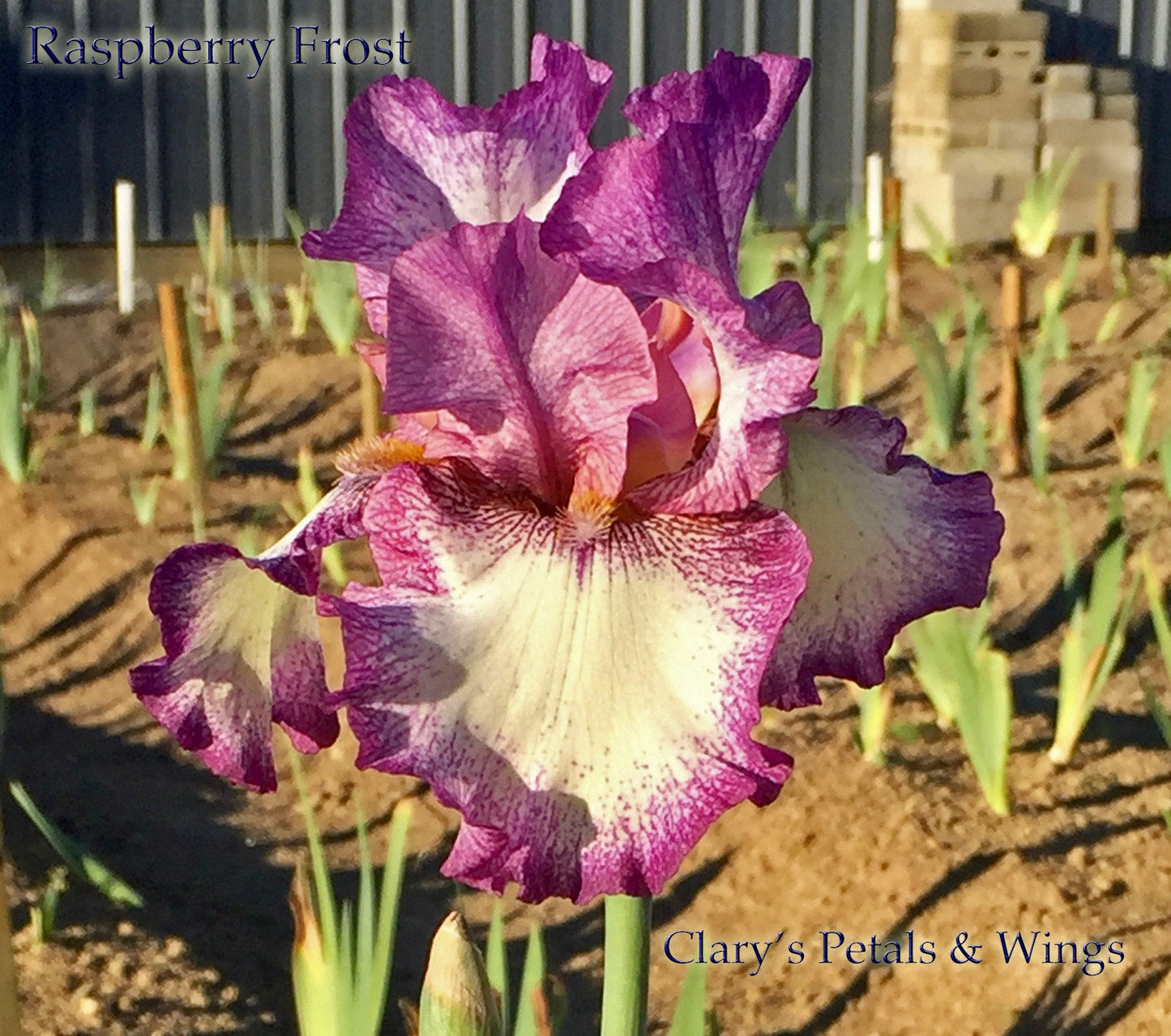 RASPBERRY FROST - 2001 - Tall Bearded Iris - Reblooming