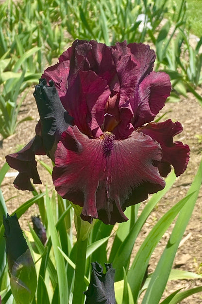 RIO ROJO - 2009 Tall Bearded Iris - Red Award Winner