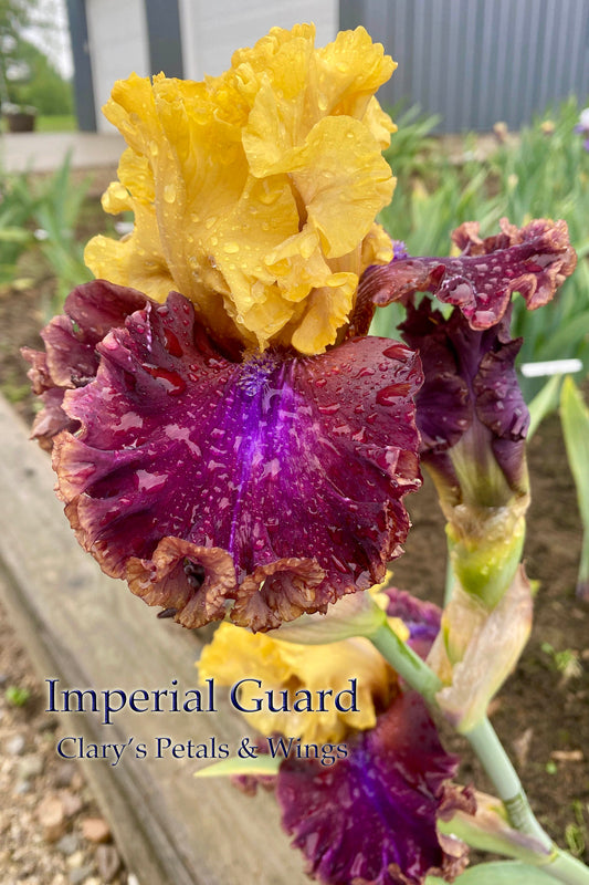 IMPERIAL GUARD -  2017 Tall Bearded Iris