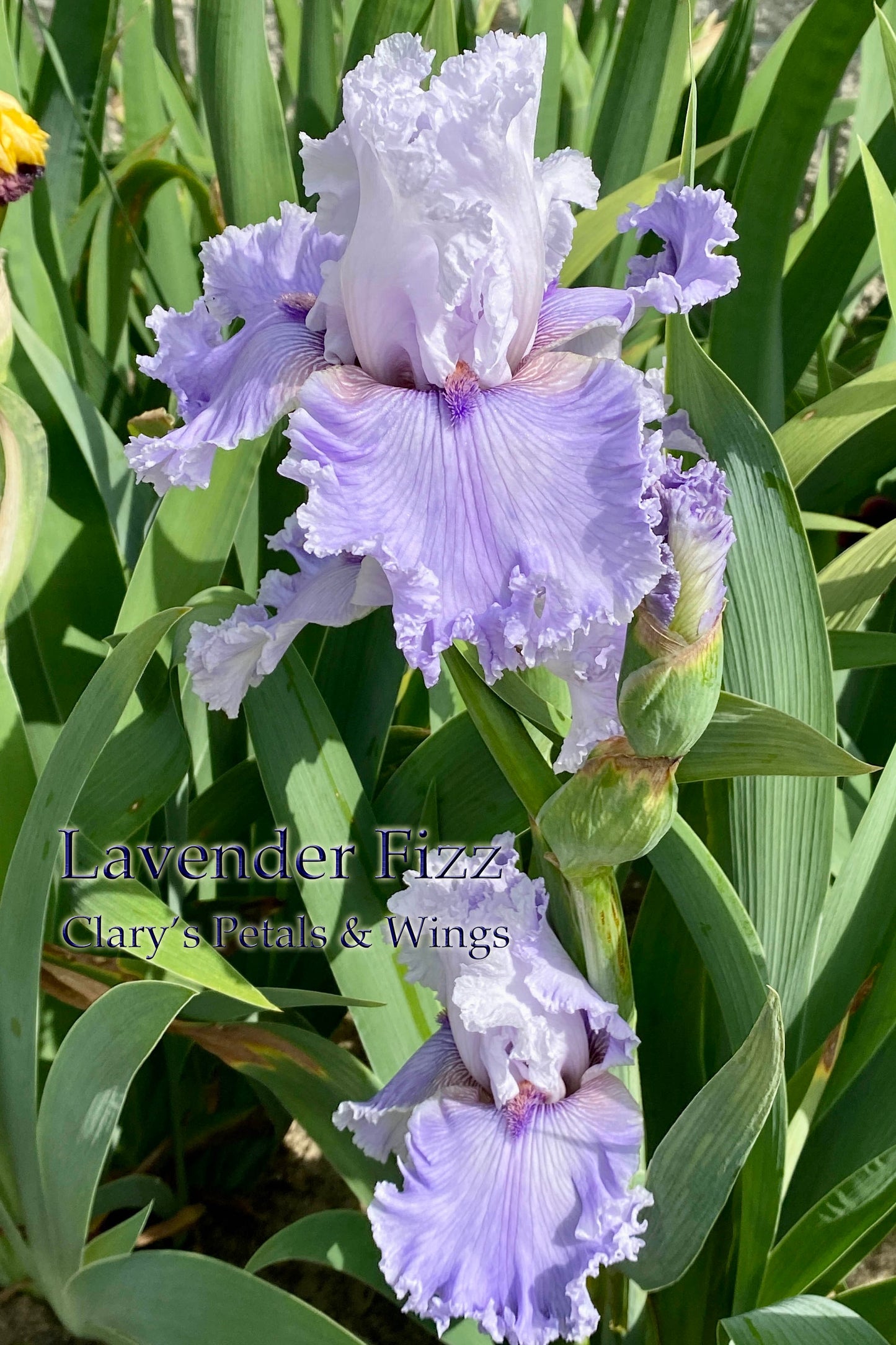 LAVENDER FIZZ - 2019 TB- Fragrant