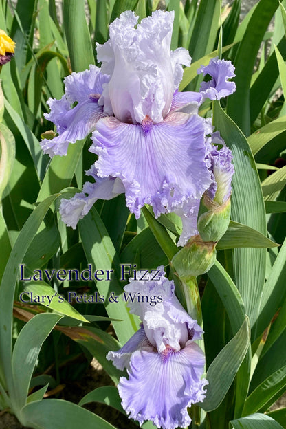 LAVENDER FIZZ - 2019 TB- Fragrant