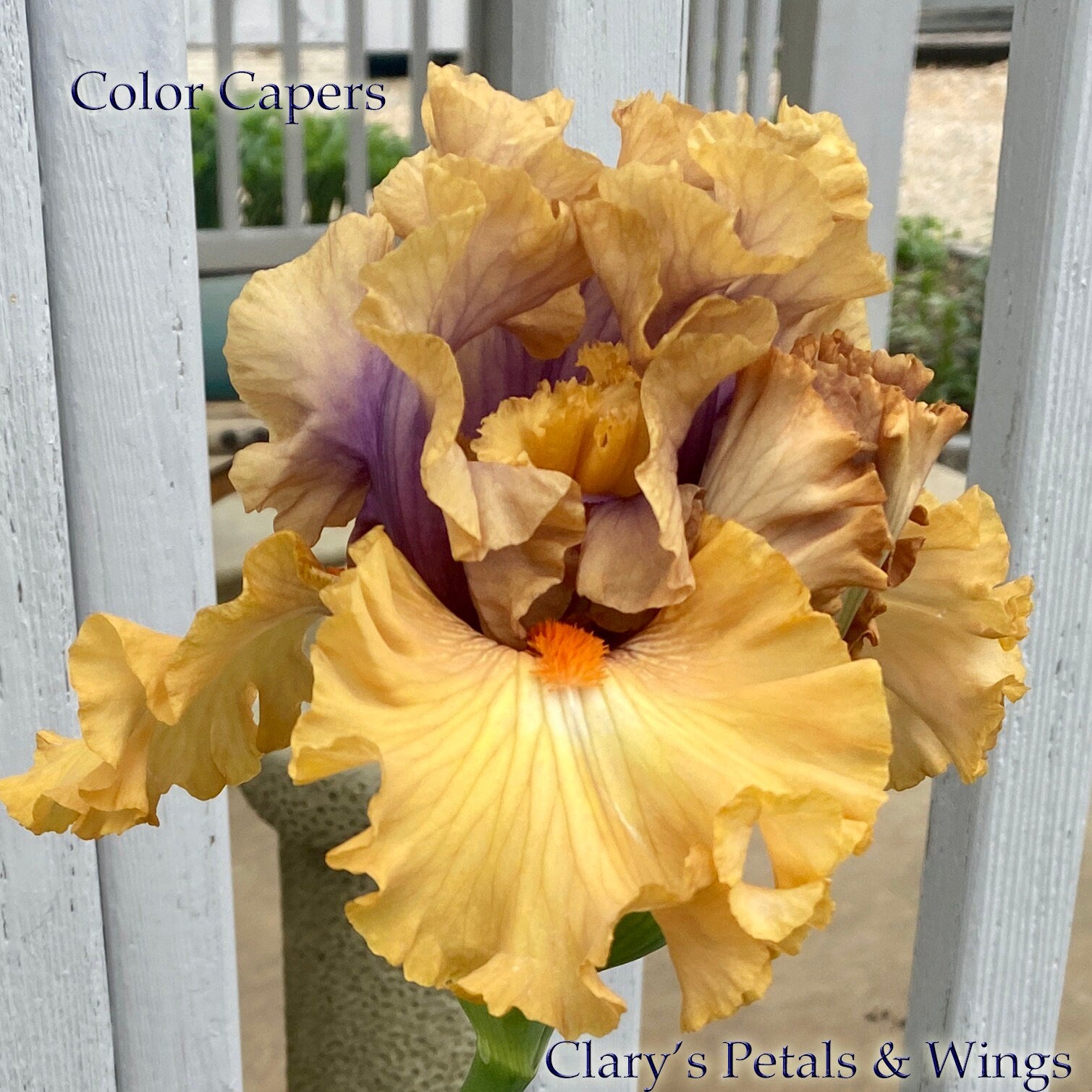 COLOR CAPERS - 2020 - TB – PetalsWings