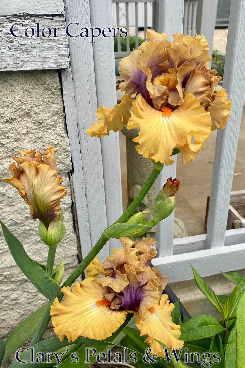COLOR CAPERS - 2020 - TB – PetalsWings
