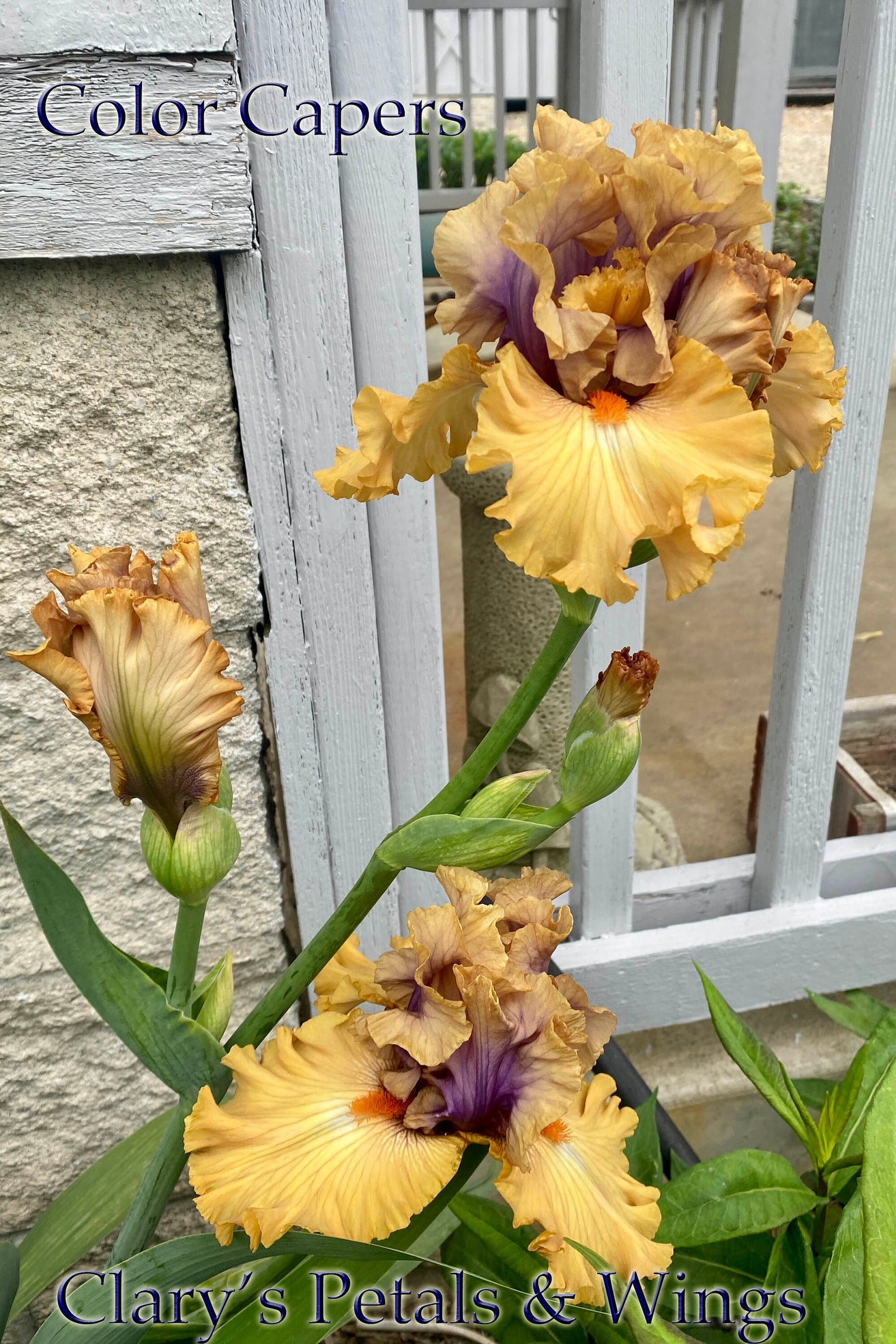 COLOR CAPERS - 2020  Tall Bearded Iris