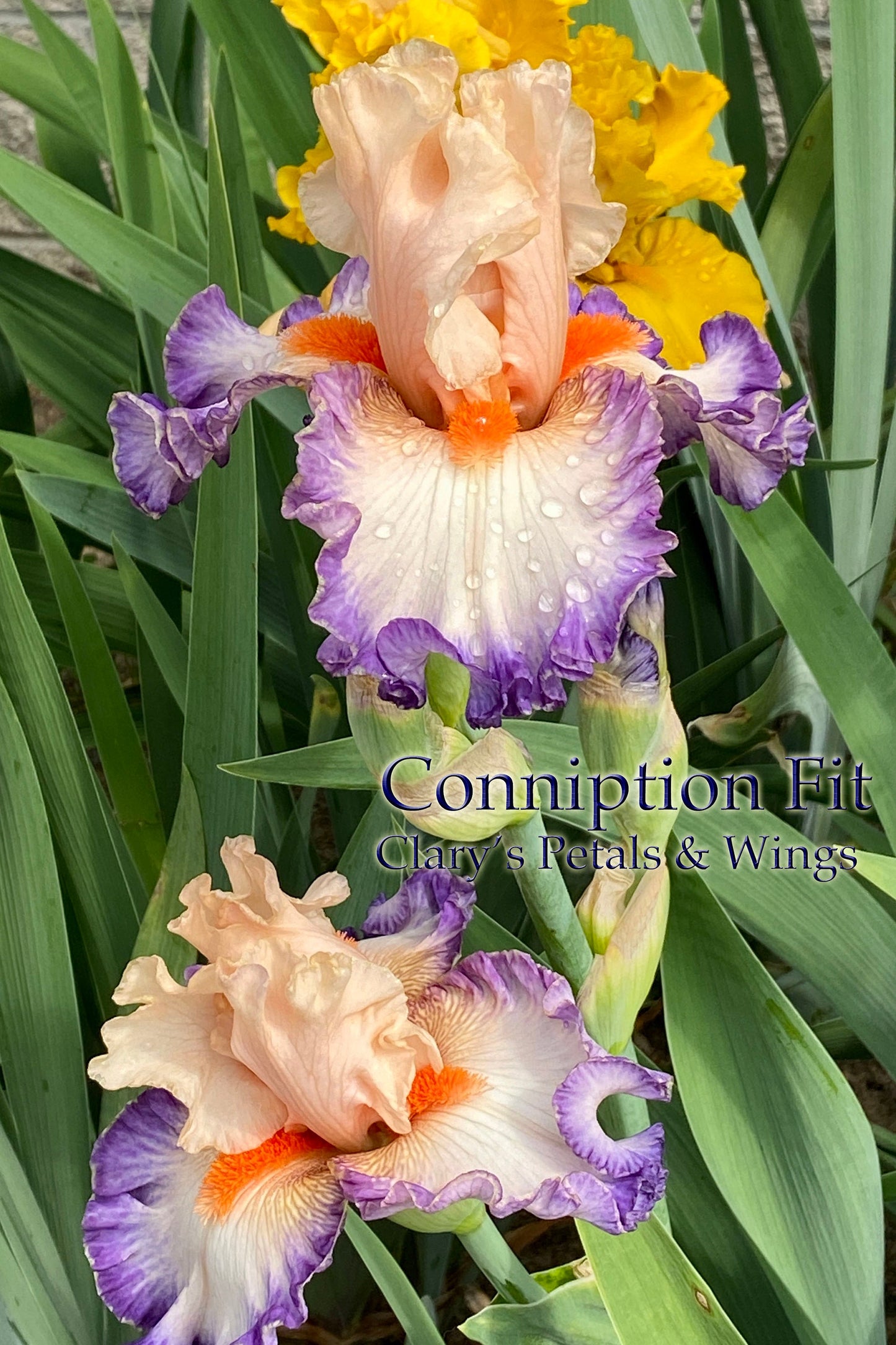 CONNIPTION FIT - 2020  Tall Bearded Iris