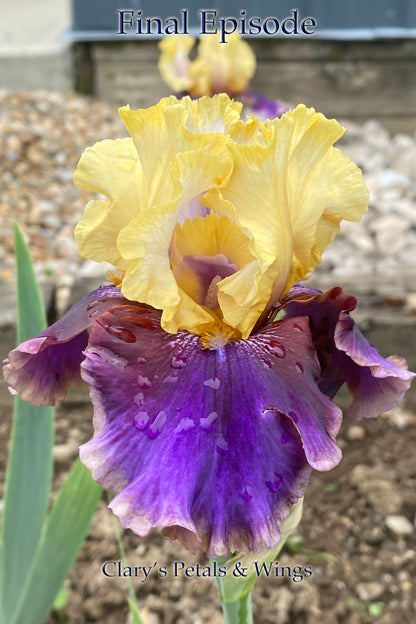 FINAL EPISODE - 2002 -  Tall Bearded Iris