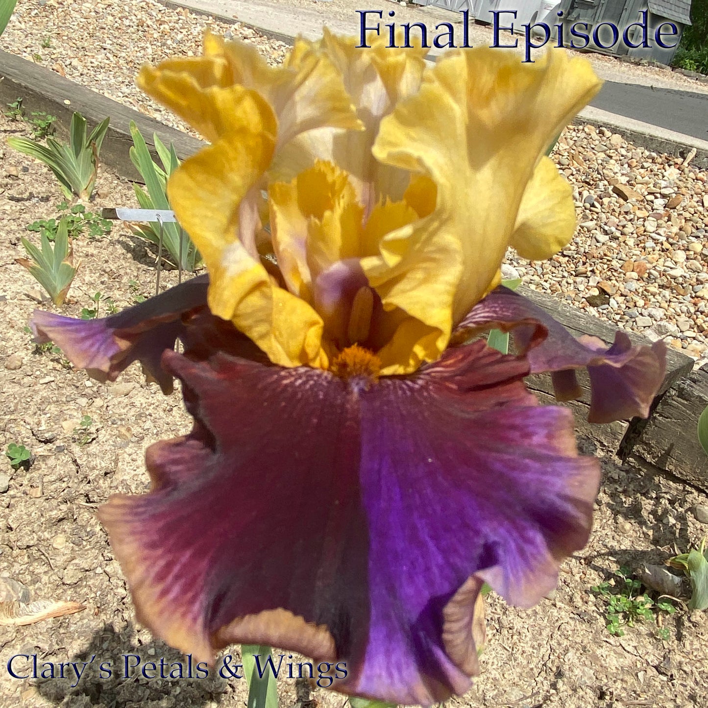 FINAL EPISODE - 2002 -  Tall Bearded Iris