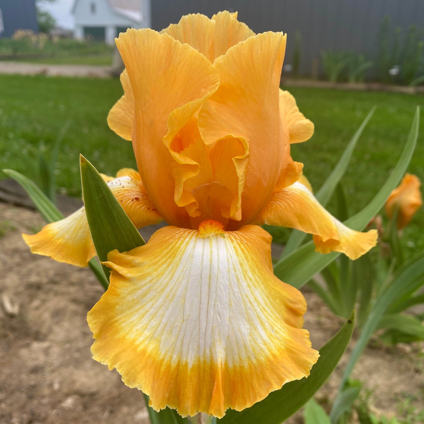 Good Vibrations - 1997 Tall Bearded Iris - Late Bloom Season - Award Winner