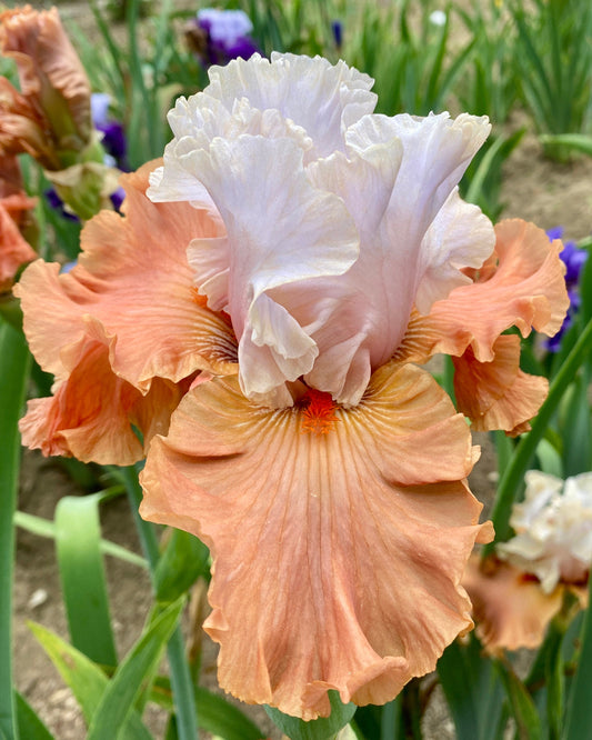 Handful Of Magic - 2016/2017 Tall Bearded Iris - Garden Standout!