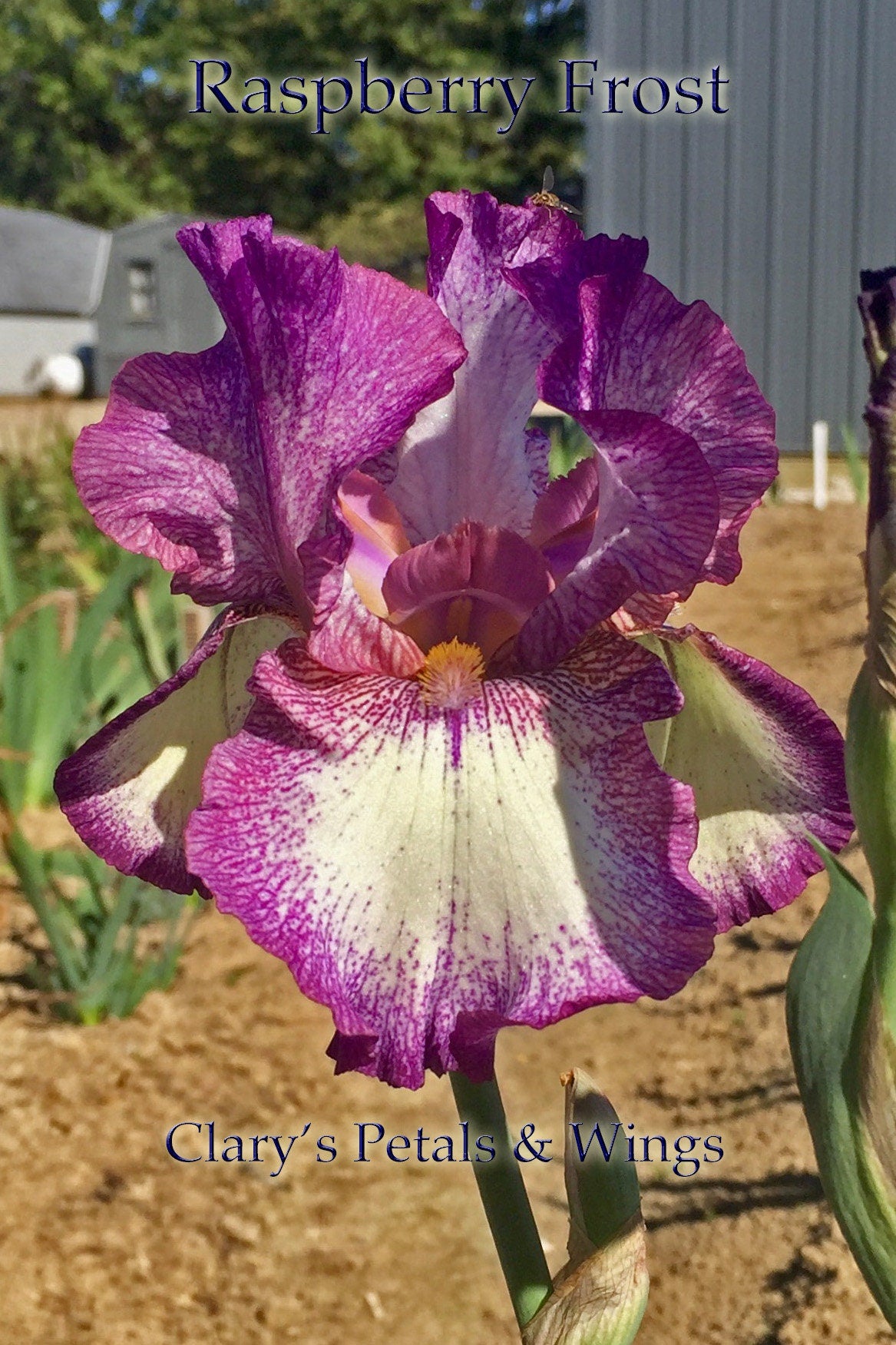 RASPBERRY FROST - 2001 - Tall Bearded Iris - Reblooming