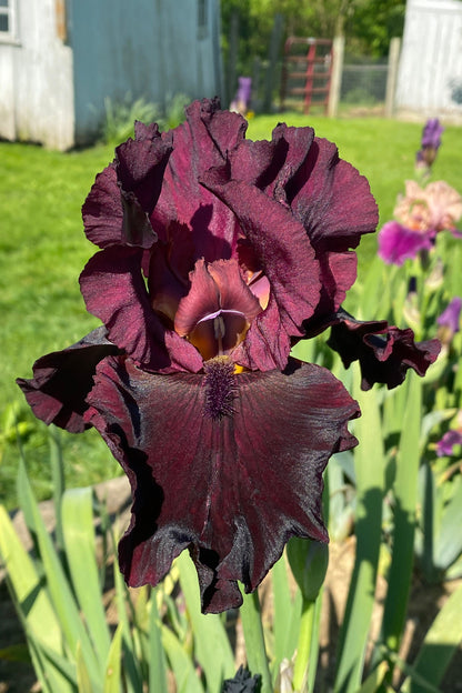 RIO ROJO - 2009 Tall Bearded Iris - Red Award Winner