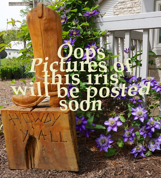 FILM NOIR - 2022 - TB