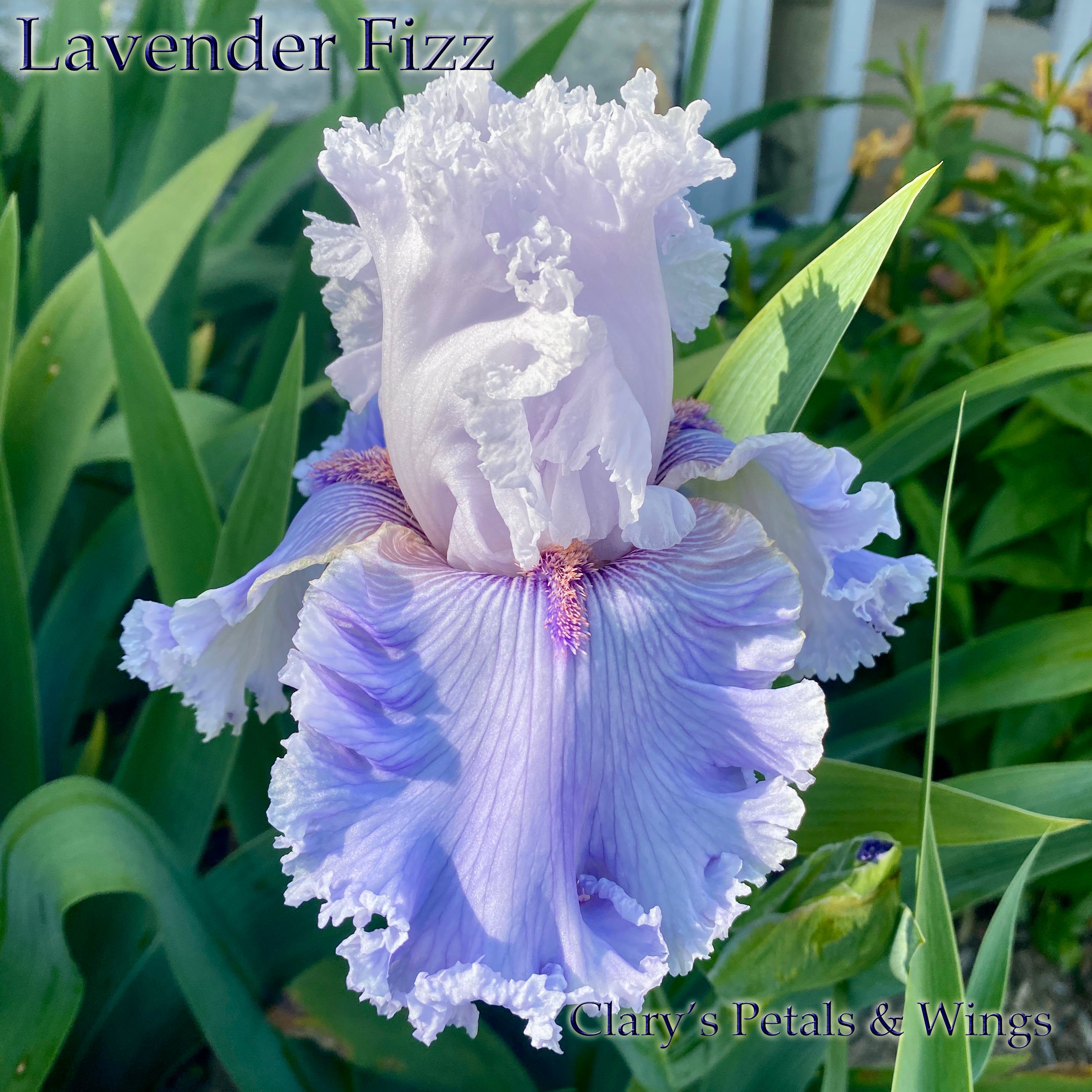 LAVENDER FIZZ - 2019 Tall Bearded Iris – PetalsWings