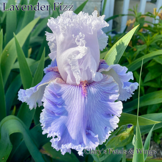 LAVENDER FIZZ - 2019 TB- Fragrant