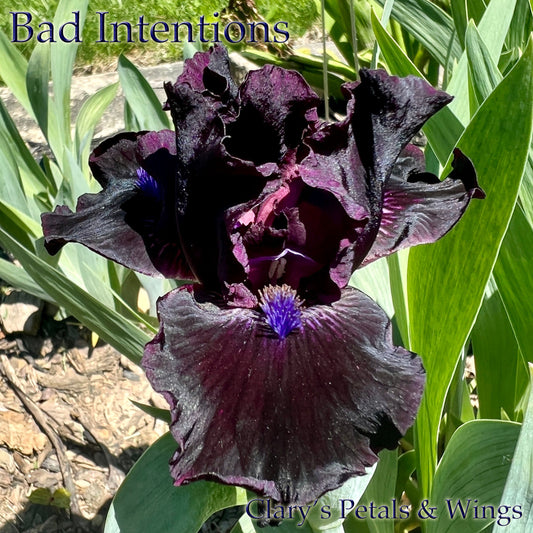 BAD INTENTIONS - 2009 Standard Dwarf Bearded Iris - Fragrant - Award Winner