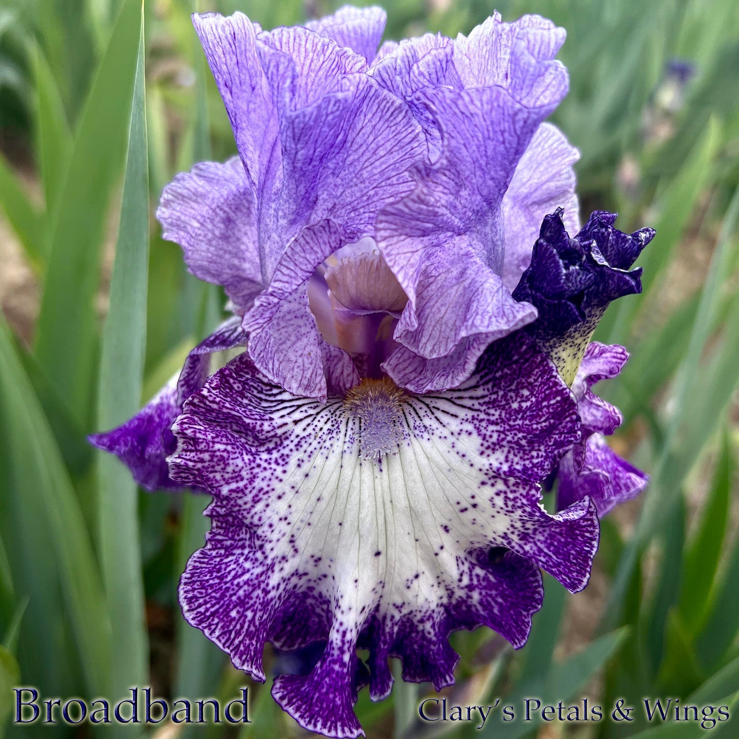 Broadband - 2001 Tall Bearded Iris - huge blooms