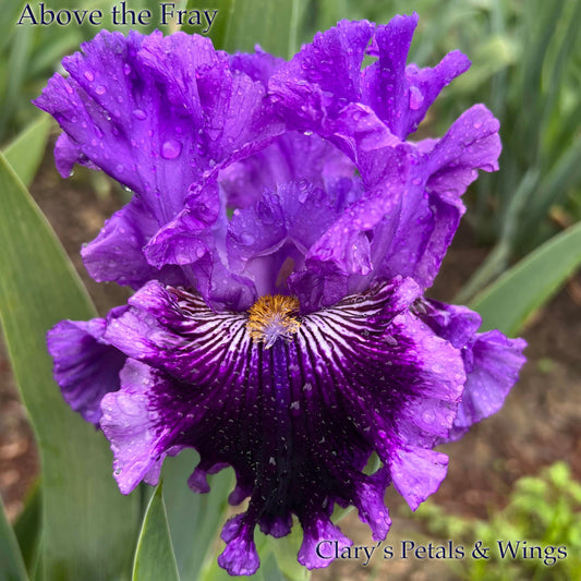 ABOVE THE FRAY - 2020 -  TB- Fragrant