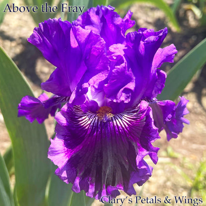 Above the Fray - 2020 -  Tall Bearded Iris