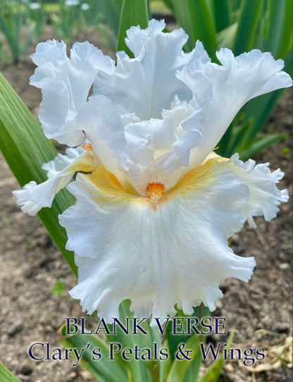 BLANK VERSE - 2019 Intermediate Bearded Iris