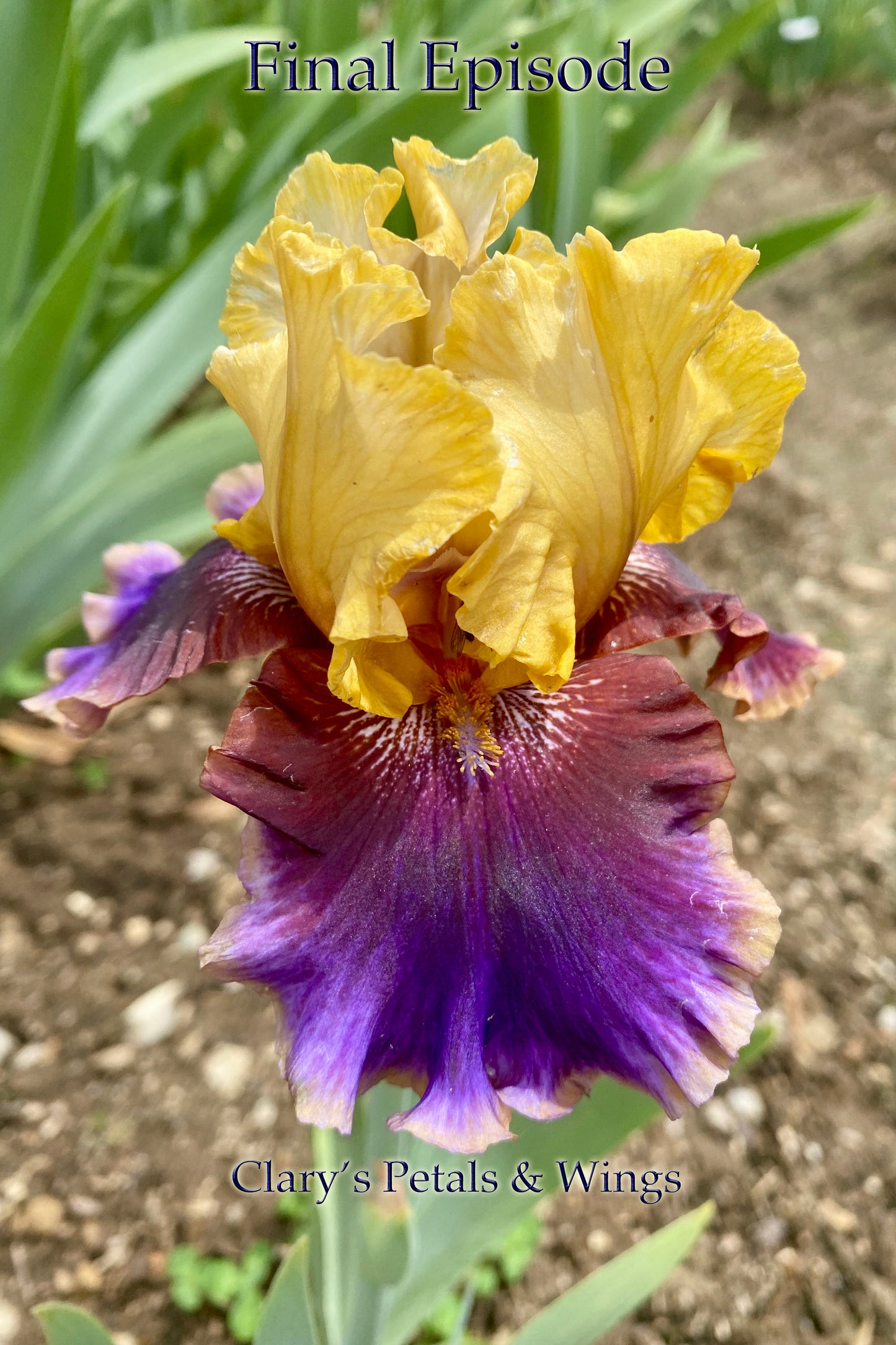 FINAL EPISODE - 2002 -  Tall Bearded Iris