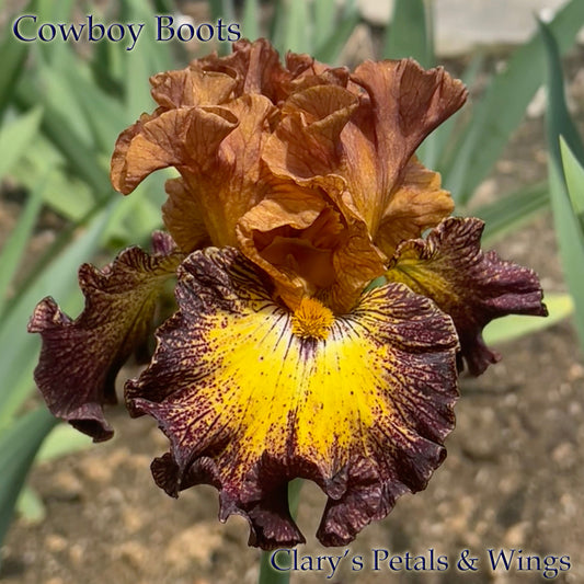 COWBOY BOOTS - 2021 - TB - Fragrant