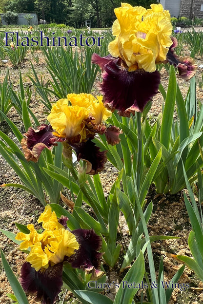 FLASHINATOR - 2013 Tall Bearded Iris - Very early bloom - Fragrant