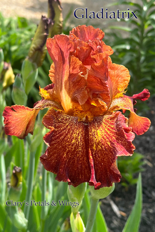 GLADIATRIX - Tall Bearded Iris - Space Age, Reblooming Ruffled and Fragrant