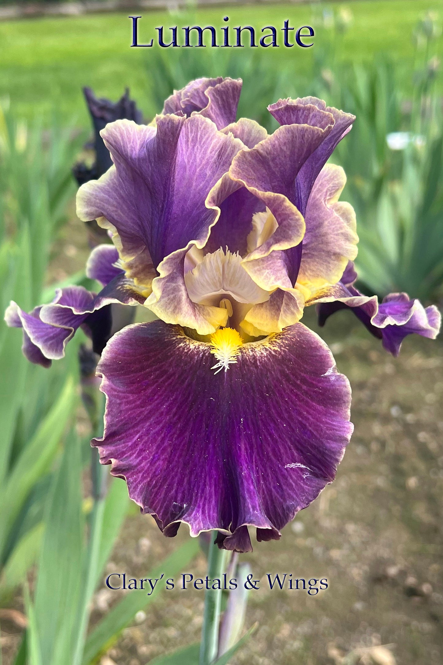 LUMINATE - 2018 Tall Bearded Iris - Garden Stand Out