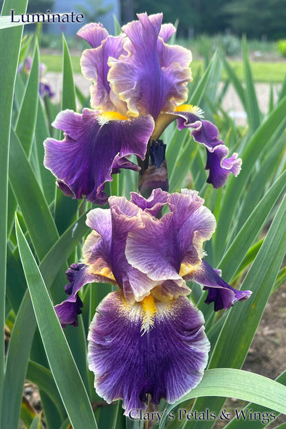 LUMINATE - 2018 Tall Bearded Iris - Garden Stand Out