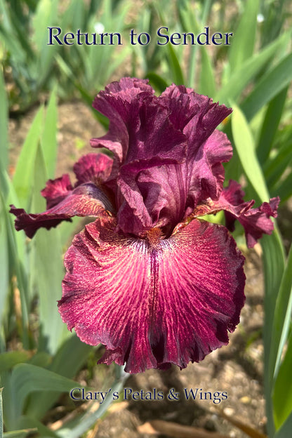 RETURN TO SENDER - 2000  Tall Bearded Iris - Reblooming