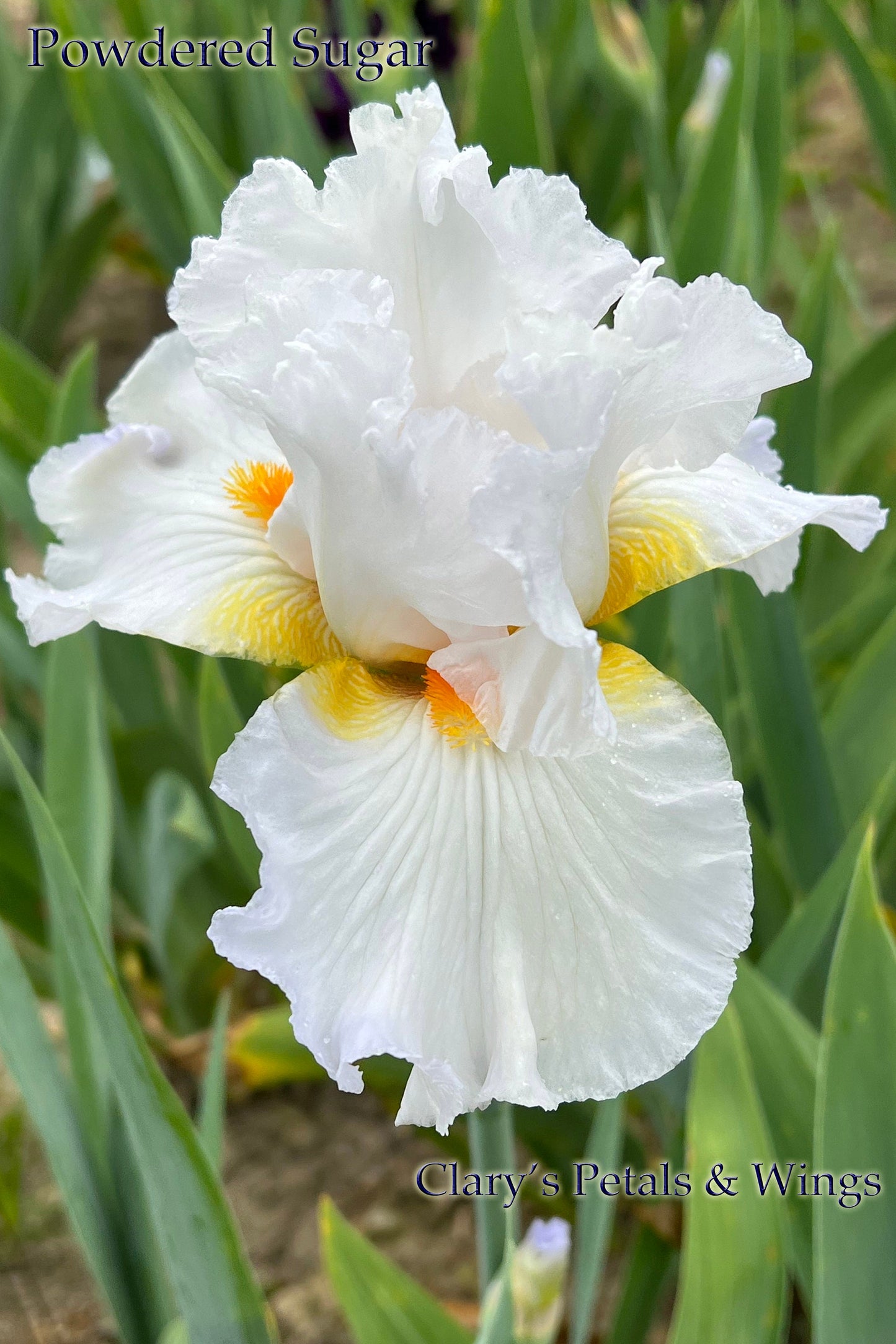 Powdered Sugar - Tall Bearded Iris - Reblooming & Fragrant