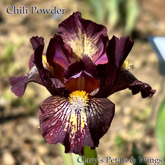 Chili Powder - Standard Dwarf Bearded Iris