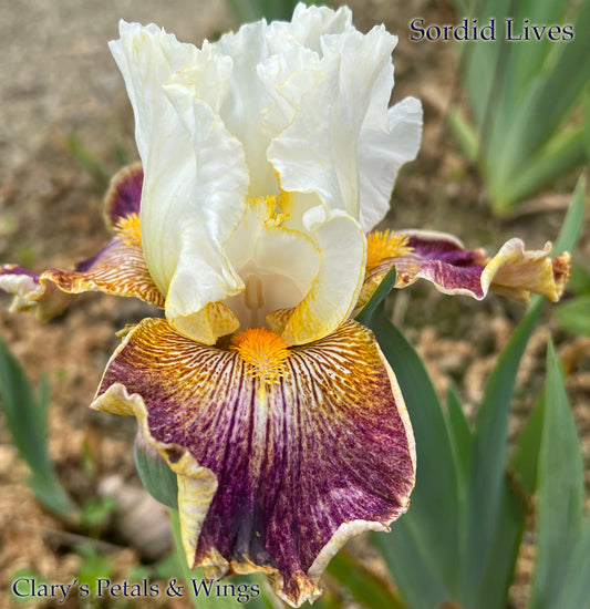 SORDID LIVES - 2009  Tall Bearded Iris